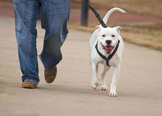 城市GDP吧慕洋犬_慕洋犬表情包(3)