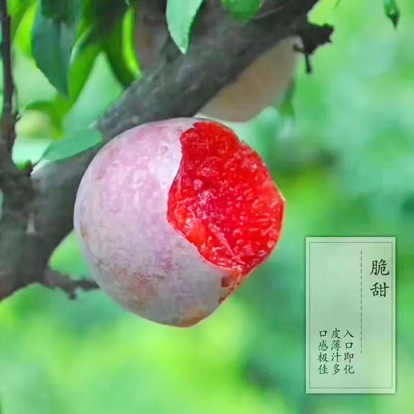 水李子到店咯快点来哟