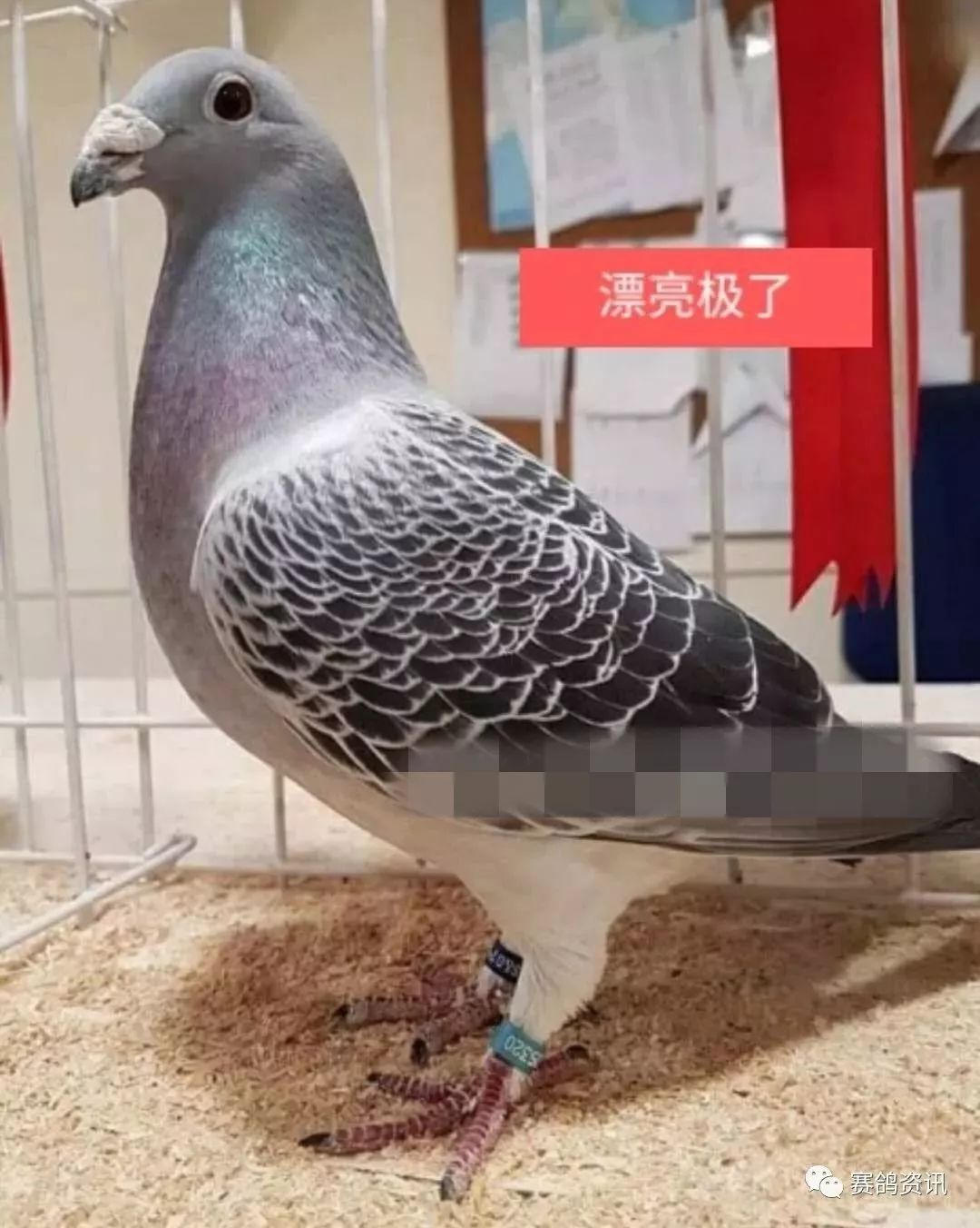 信鸽鸽粮里面都有什么粮食 9c8b471ba3f54d188bfc504bf09a9ef4.jpeg