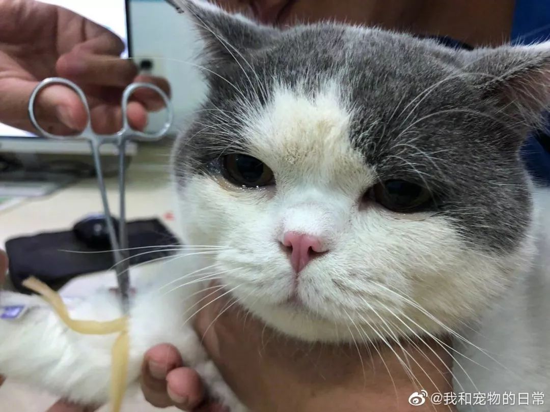 真实版流泪猫猫头边吃冰淇淋边掉眼泪简直委屈到不行