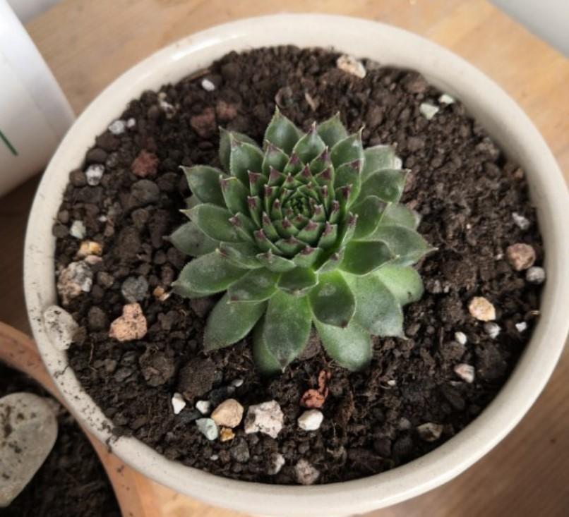 多肉怎样爆小崽 a5b78473c1fb4904a4f5054e7b55ea1c.jpeg