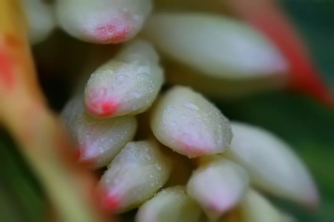 豆蔻种类繁多,分为草豆蔻,白豆蔻和红豆蔻几种,杜牧诗中提到的,应该是