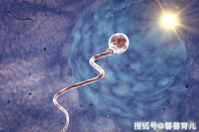 原创精子想要和卵子成功结合需要遇到哪些事你了解吗