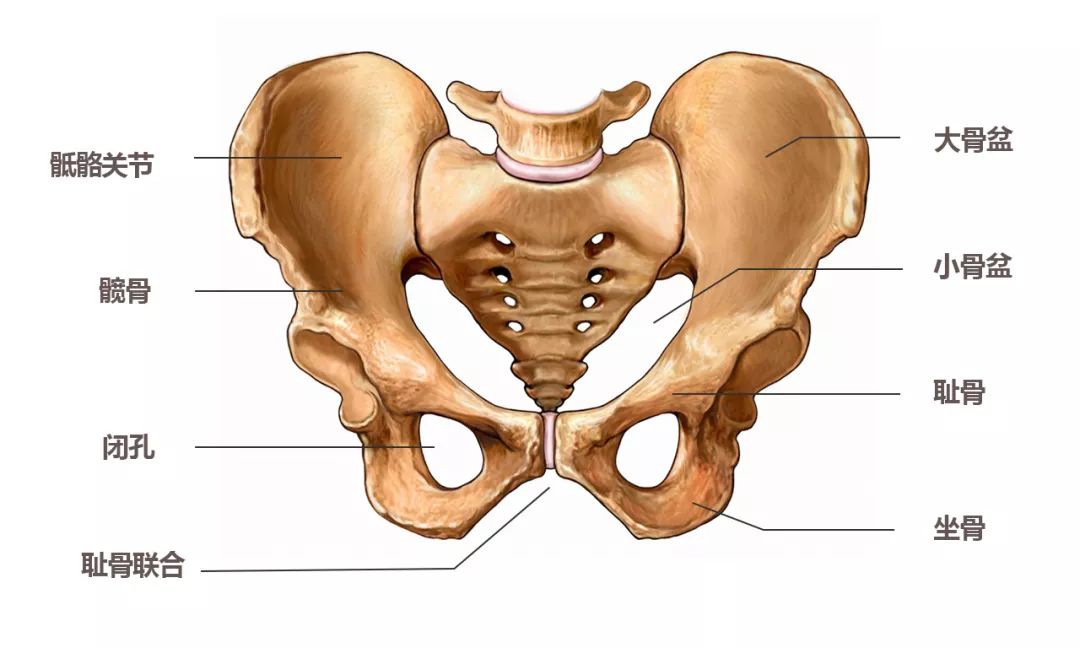 骨盆是由骶骨,尾骨和两块髋骨(由髂骨,坐骨及耻骨融合而成)所组成.