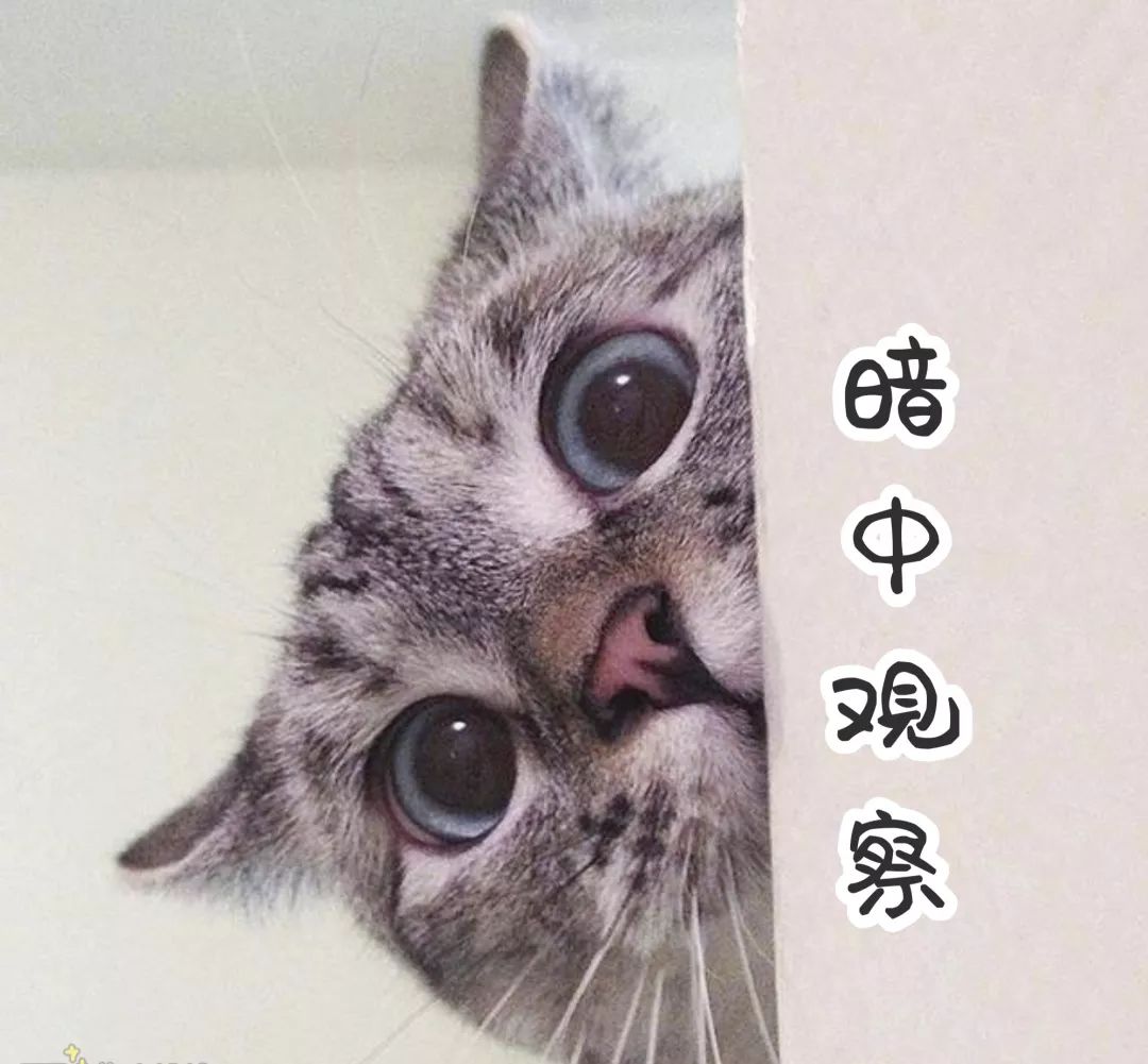 喵不可言作品文案 b665395b70004cbb9e3019554bfedf24.jpeg