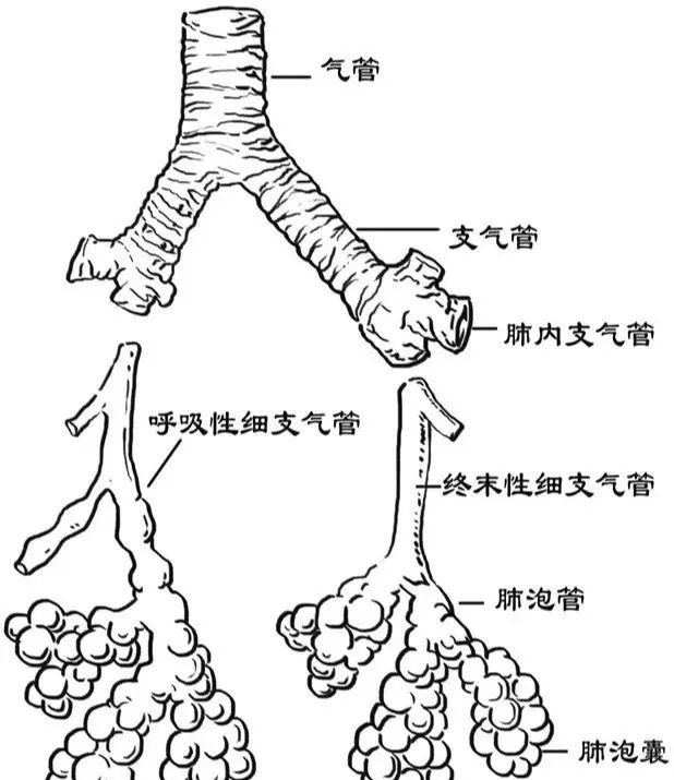 简单地说即鼻到喉这一段称上呼吸道,气管,支气管及肺内各级支气管