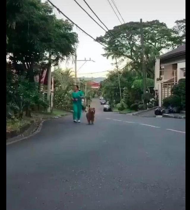 一位女子牽著隻「熊」在晨跑，走近了才看清是松獅犬，也太像了吧 寵物 第1張