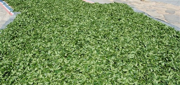 一般放在鲜叶摊要求教程垫上,不直接在地上摊放.飞车超级漂qq视频竹篾图片