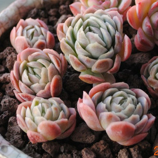 多肉如何快速出状态 bd905482546448fcbe8411458f035cec.png