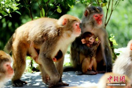 香港新苏屋邨“猴患”严重社区干事吁切勿饲喂猴子