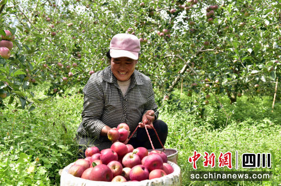 苹果挂满枝头写比喻句 d905a0b418c84645934a36431c1f00fb.jpeg