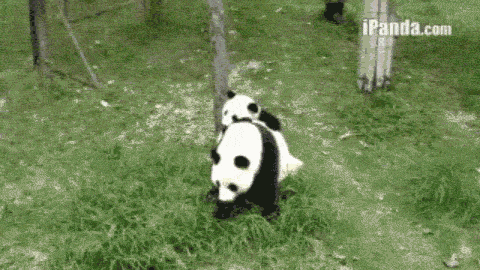 为什么喜欢熊猫