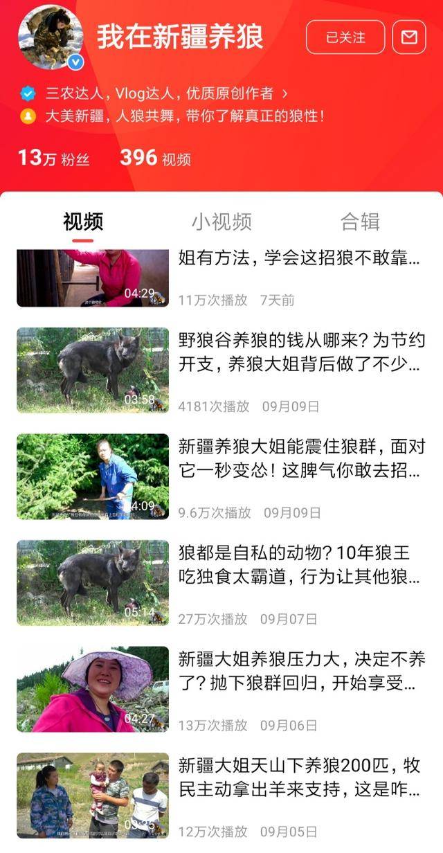 看《我在新疆养狼》,领略新疆大姐养狼200匹,日常视频走红网络