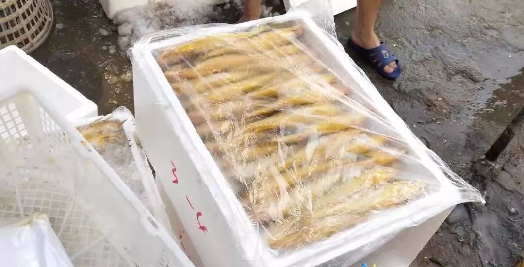 流口水湛江海域捕获约6万斤黄花鱼总价值300万元左右