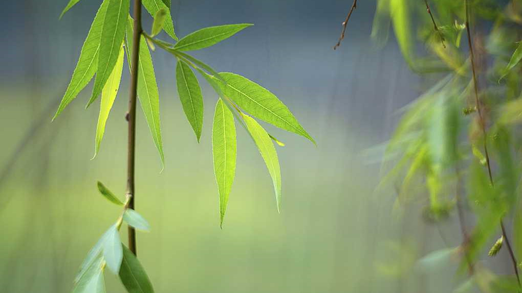 轻风扶细柳的下一句是什么 ed45fb54fed542ce879be16878d558a7.jpeg