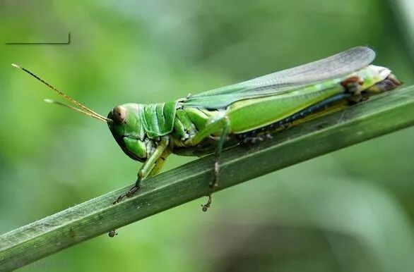 抓地草是什么草 eebef226653f4af7aee91b8a21714071.jpeg