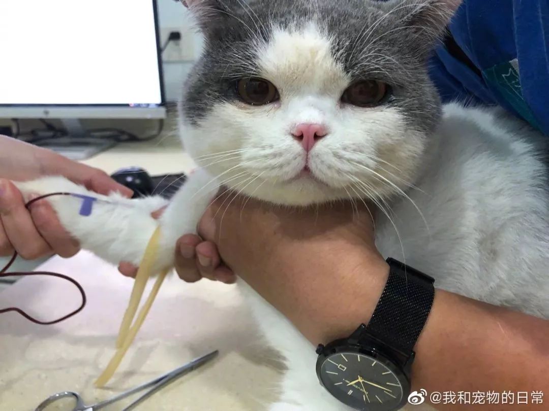 真实版流泪猫猫头边吃冰淇淋边掉眼泪简直委屈到不行