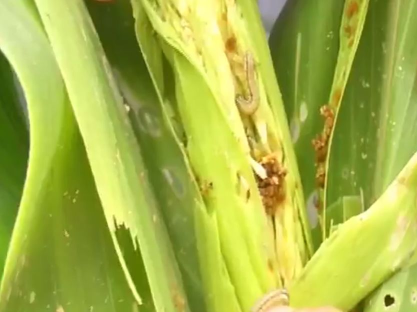这种虫子,疯狂啃食玉米茎秆和叶片,农户直呼"第一次见
