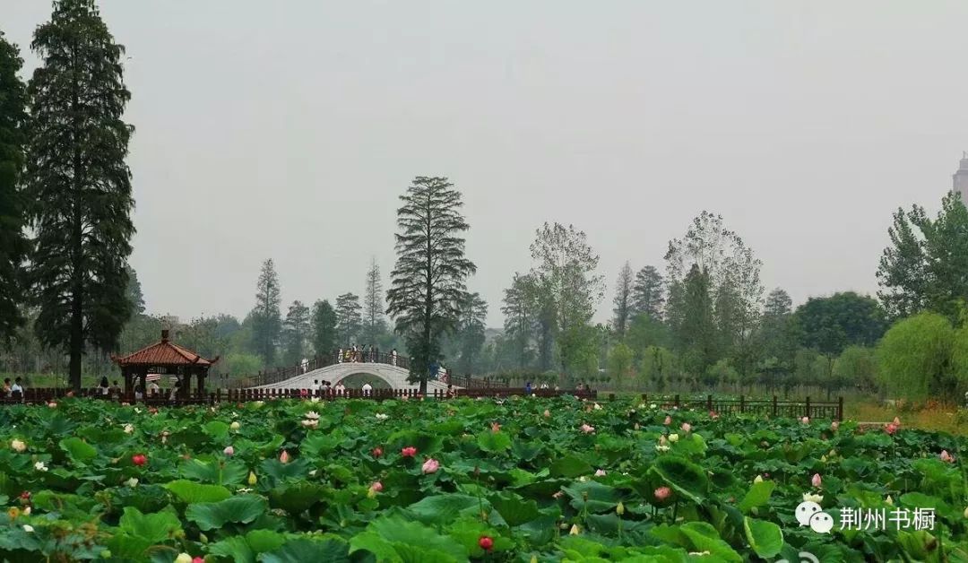 荆州湿地新十二景环荆州古城国家湿地公园来看