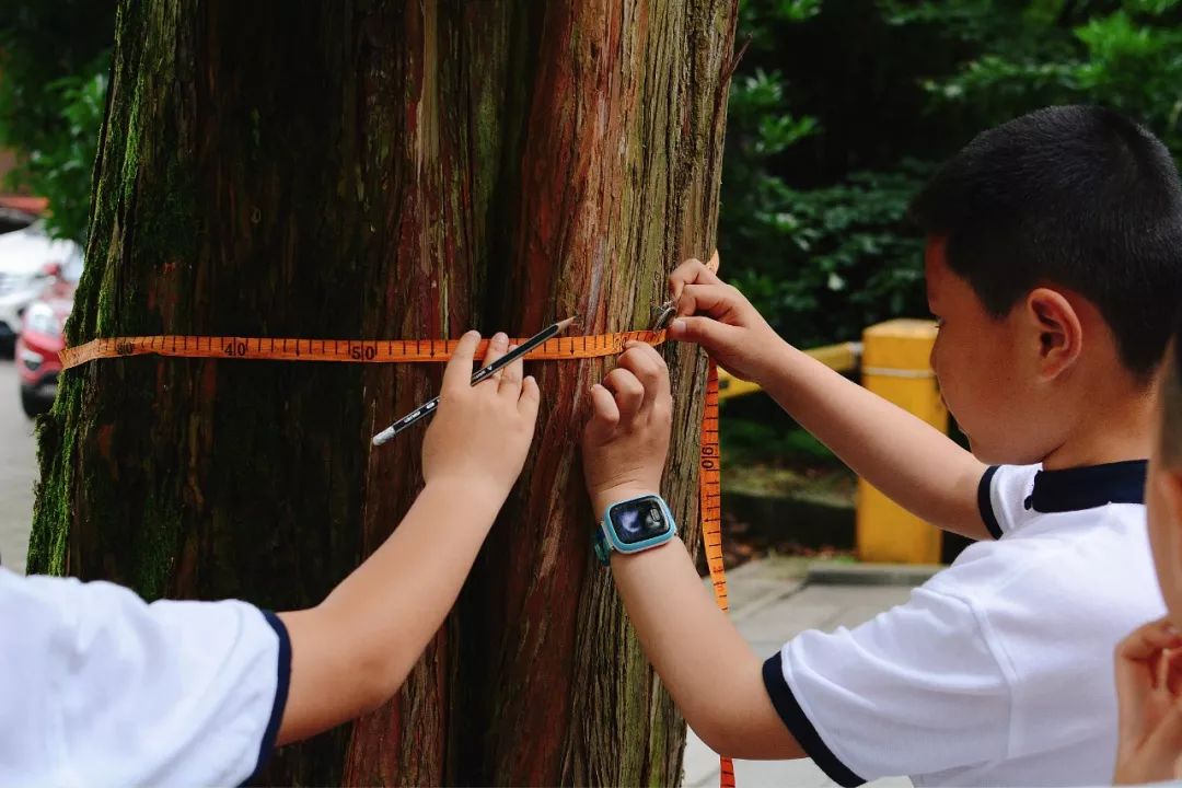 同学们正在学习如何使用工具测量一棵树.