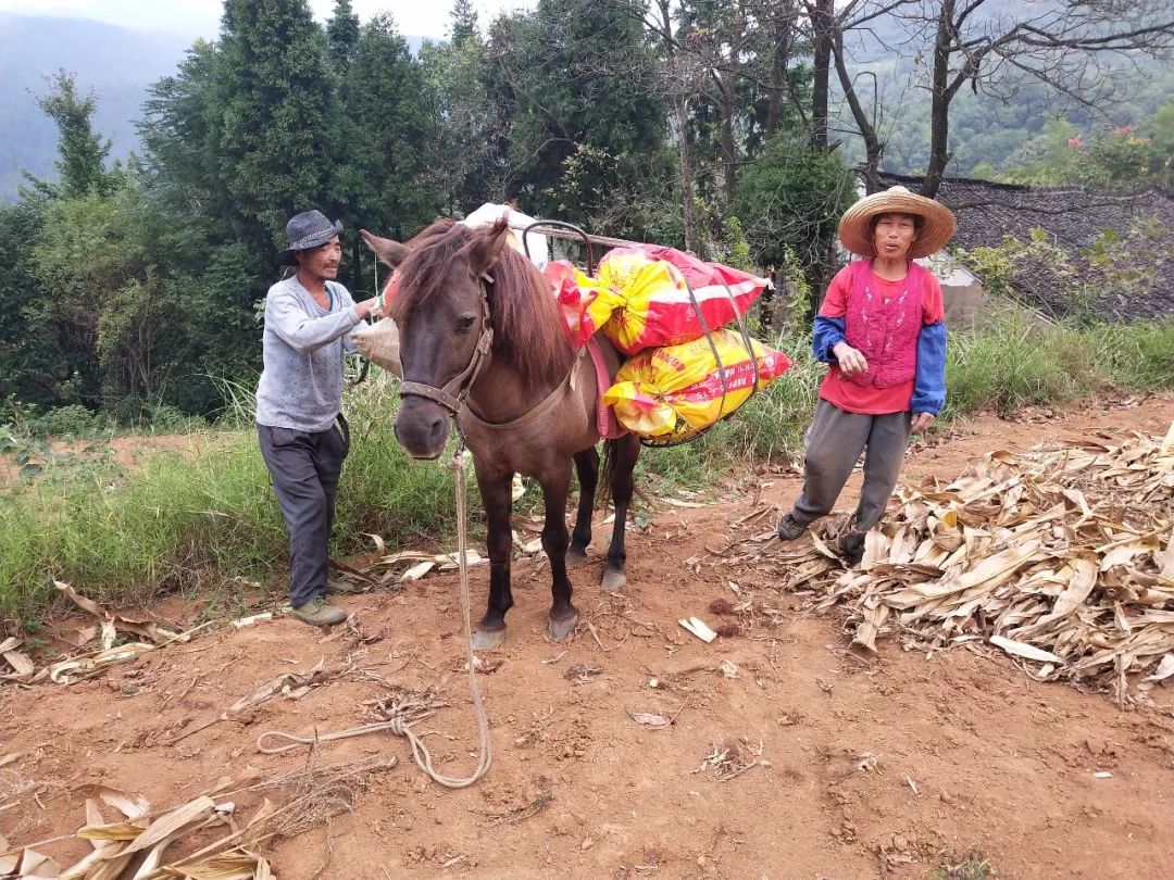 原创桂林电视台记者到全州县白宝乡宅州村拍摄"一马驮双相"的故事