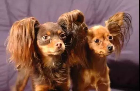 狗狗品种排名_最可爱的狗狗品种排名(2)