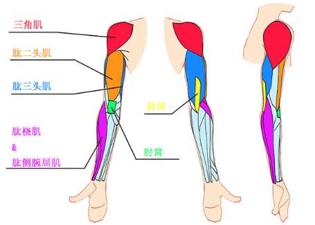 动漫人物手和手臂绘画方法_肌肉