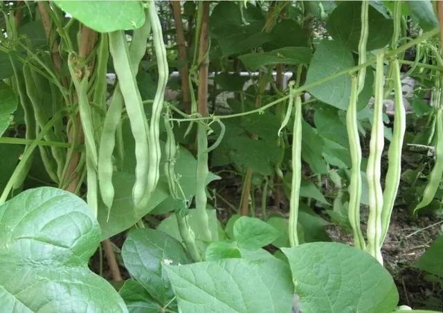 一点红豆角 221daab7aa2644579af6154c8a191ce8.jpeg