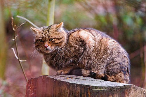 猫受凉了怎么办