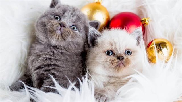 怎么看小猫的性格好不好 2a69ffe1e94d473c969c722109f41403.jpeg