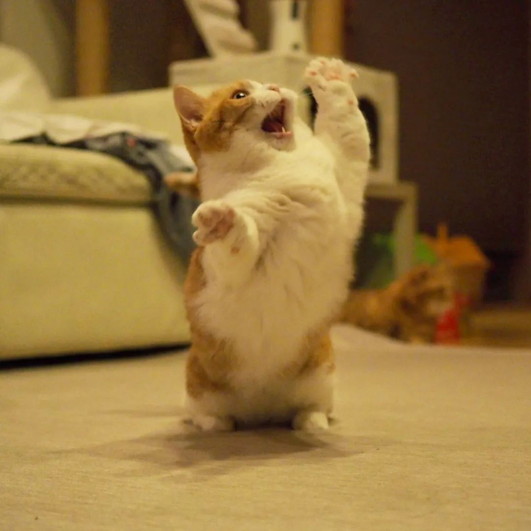 日本歪头猫 328f183ee6394e829e0b9586672252b3.jpeg