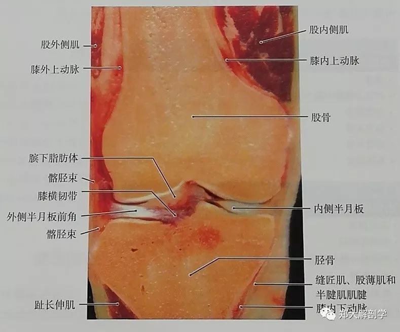 八种引起膝关节的疼痛综合征Ⅰ