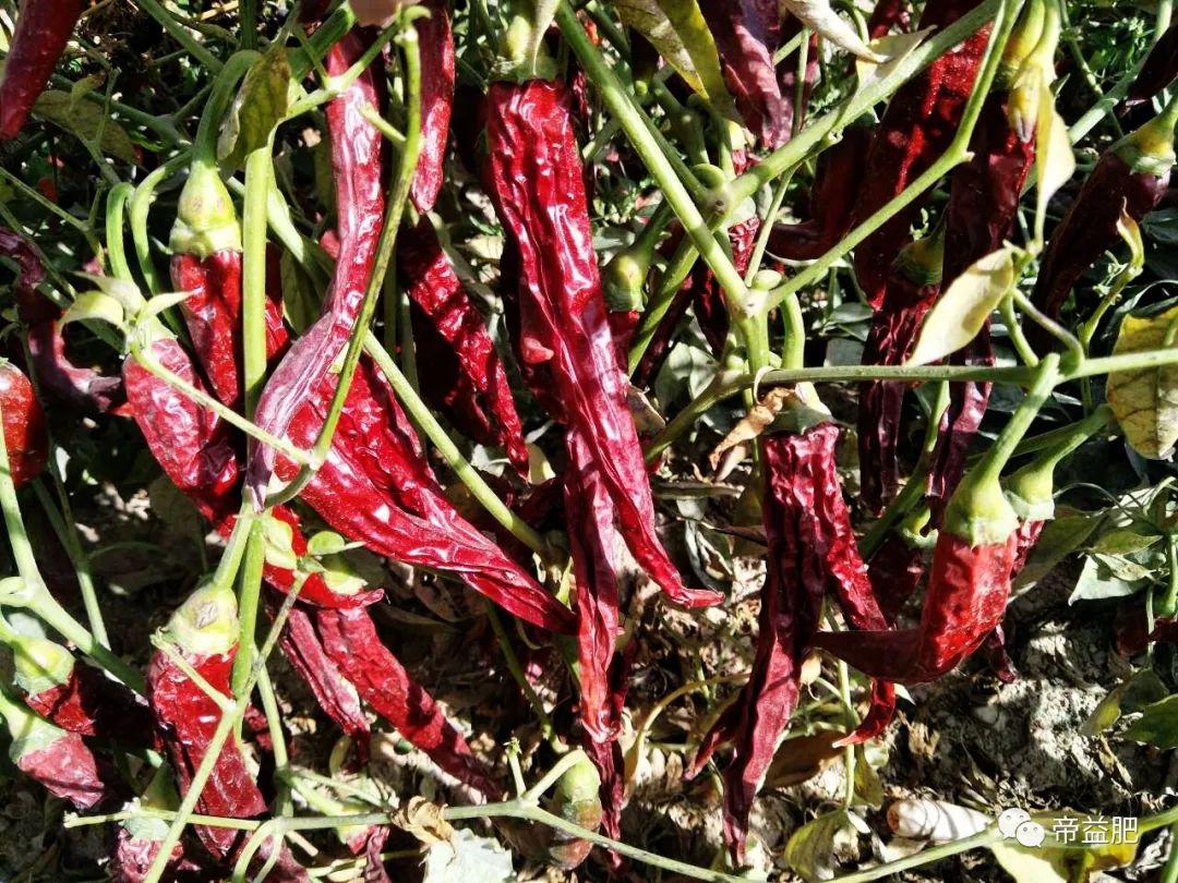 【帝益肥效果简讯】新疆巴音郭楞辣椒效果回访