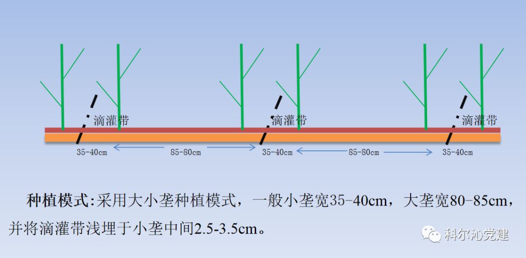 专家在线陶杰浅埋滴灌水肥一体化技术