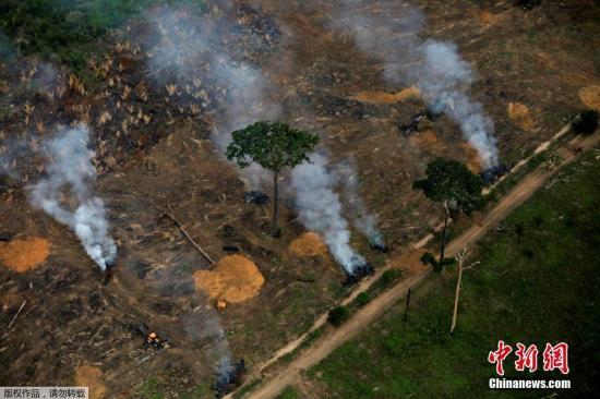 巴西总统府回应保护雨林呼声：正全力以赴应对危机
