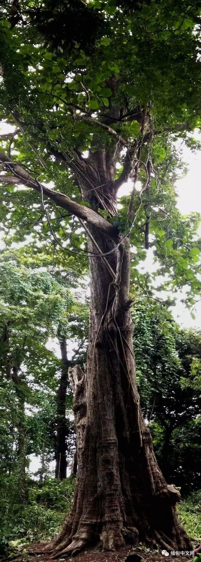 缅甸的全球最大柚木树王