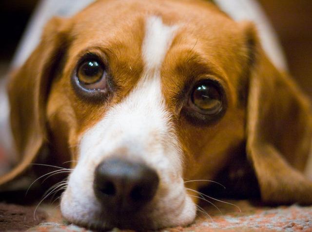 十大忠诚的狗排名_十大最忠诚的狗排名(2)