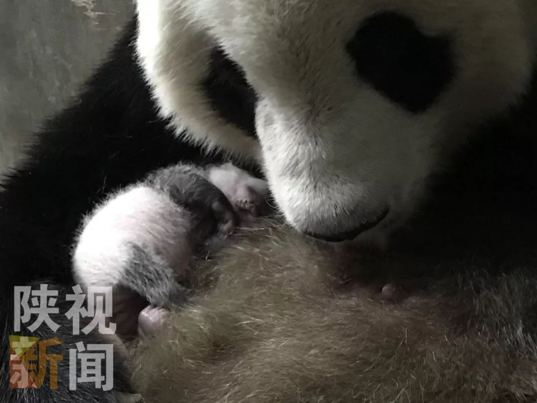 超可爱!今年第三只滚滚在陕西省秦岭大熊猫