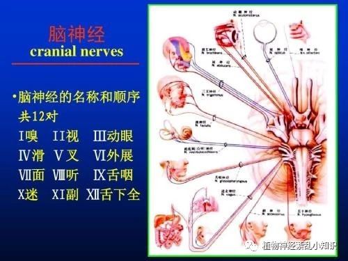 植物神经紊乱 神经系统疑难杂症疾病有哪些？