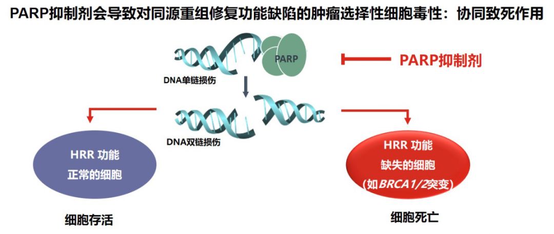 2019csco丨精准突破开拓创新百济神州parp抑制剂pamiparib乳腺癌Ⅱ期