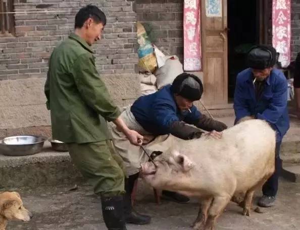 卖猪张志军