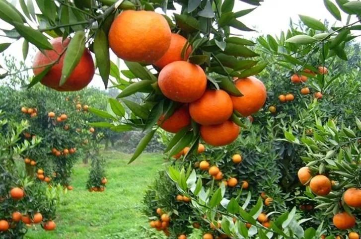 口感更好 连梅长苏都吃的停不下来 秋季是吃橘子的大好季节 这时的
