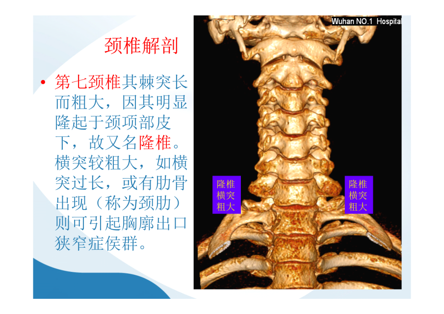 手把手教你看颈椎x线片_解剖