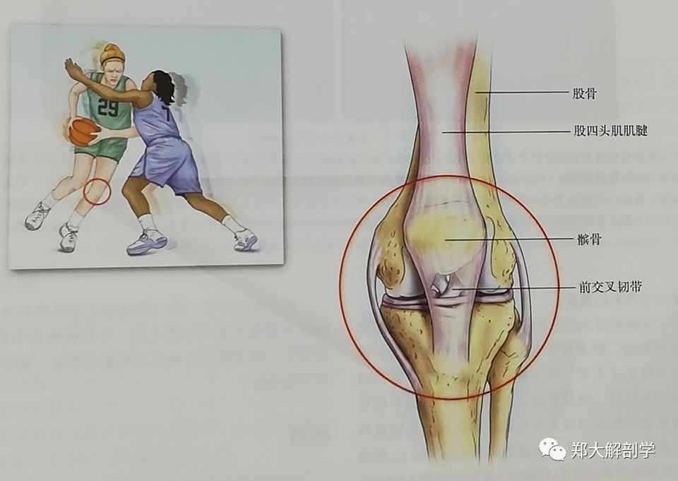 前交叉韧带由胫神经的后支支配,容易发生扭伤或者断裂.