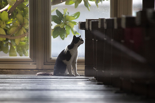 猫受凉了怎么办