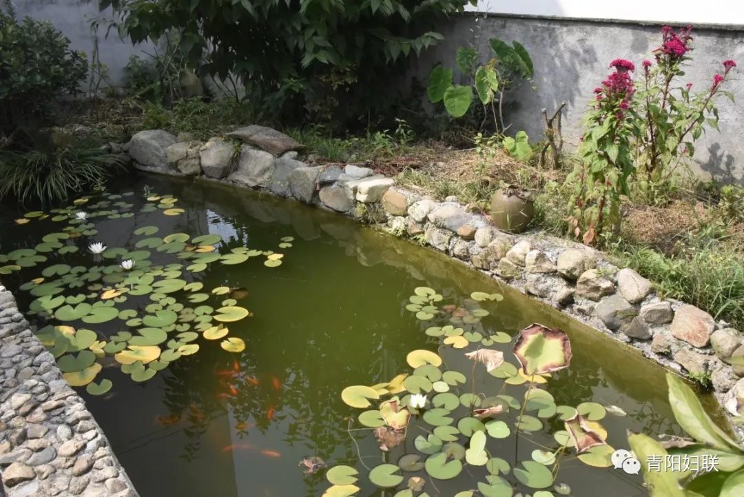 的小庭院,有巧用废旧用品做的花盆,有用石子堆砌的满是小睡莲的鱼池