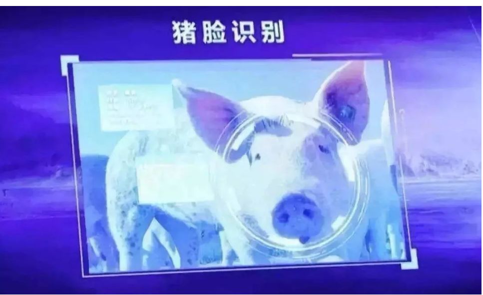 卖掉北京房产后，我去乡下养猪了