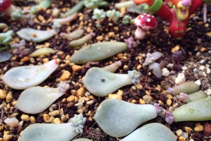 多肉怎么叶插快速发芽 79e6f07bd73d41beb246868d92a54167.png