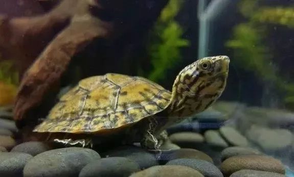 乌龟怎么看它 快生了 7cfb3441a40b4501b0a76439a4c2121d.jpeg