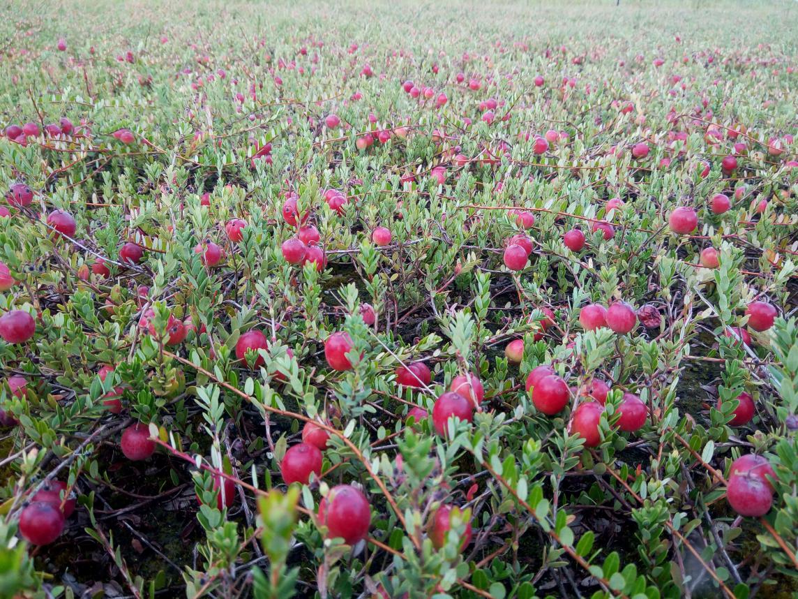 蔓越莓在抚远规模化种植